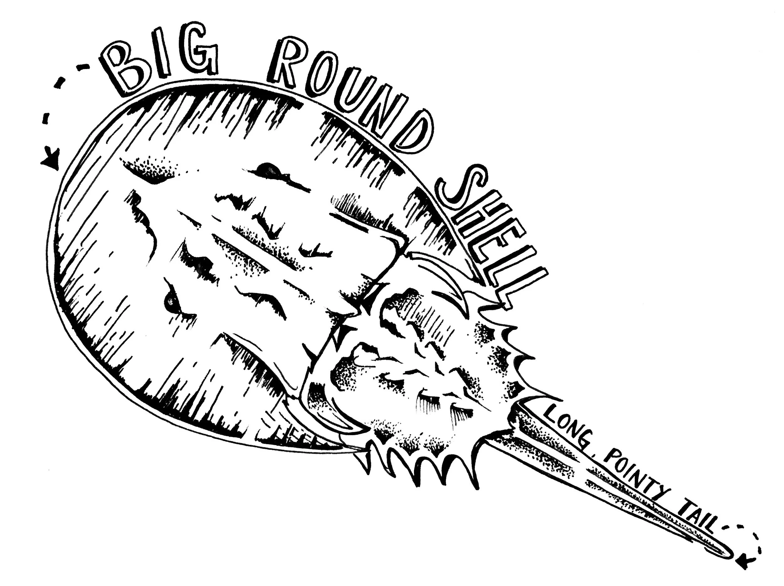 Em McKeever: Horseshoe Crab Song