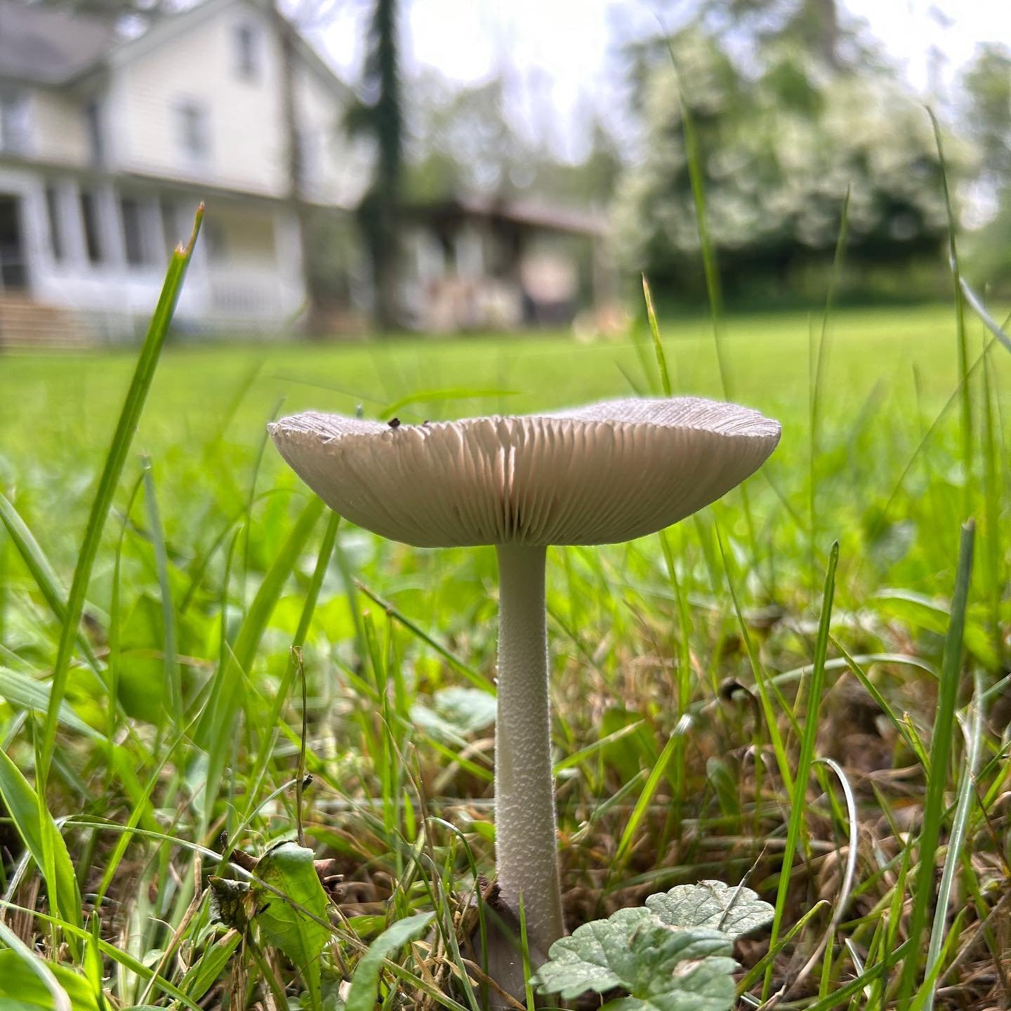 🍄