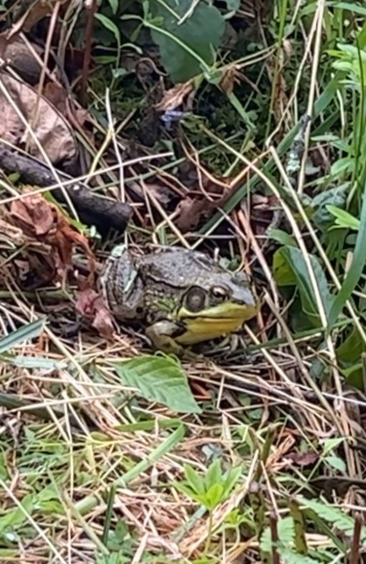 🐸☮️