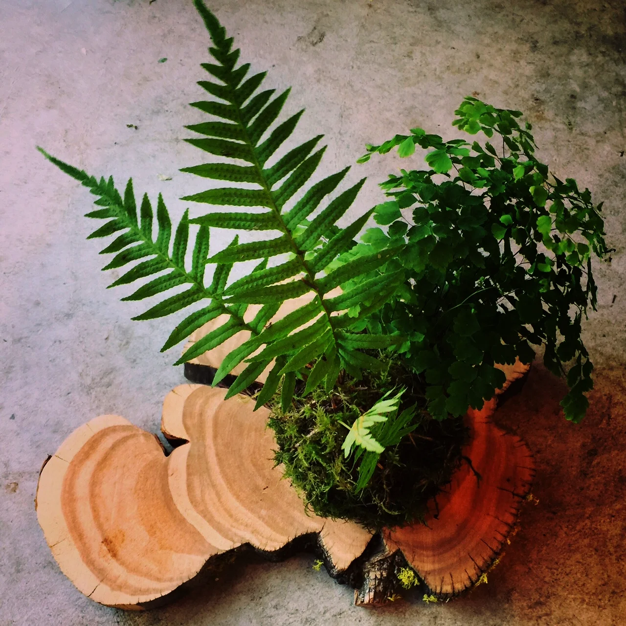 a rolling stone gathers no moss