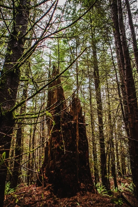 truffles of the pacific northwest
