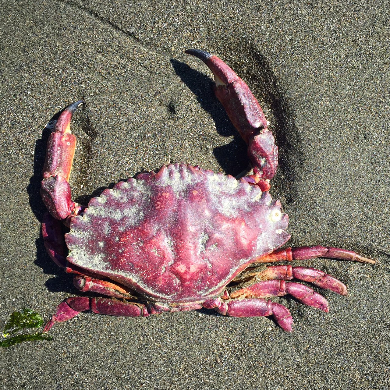 crab.JPG