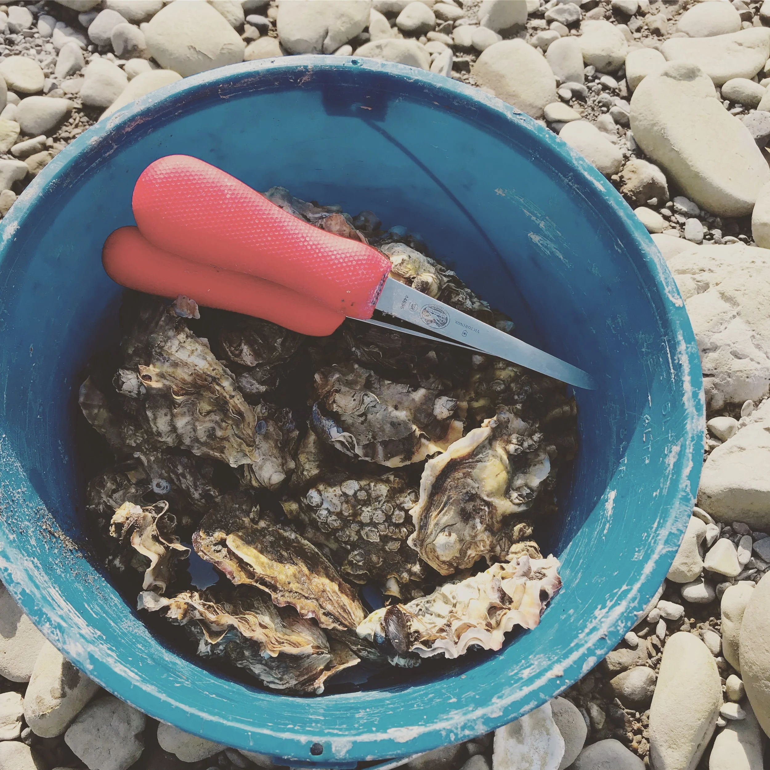 bounty from the sea