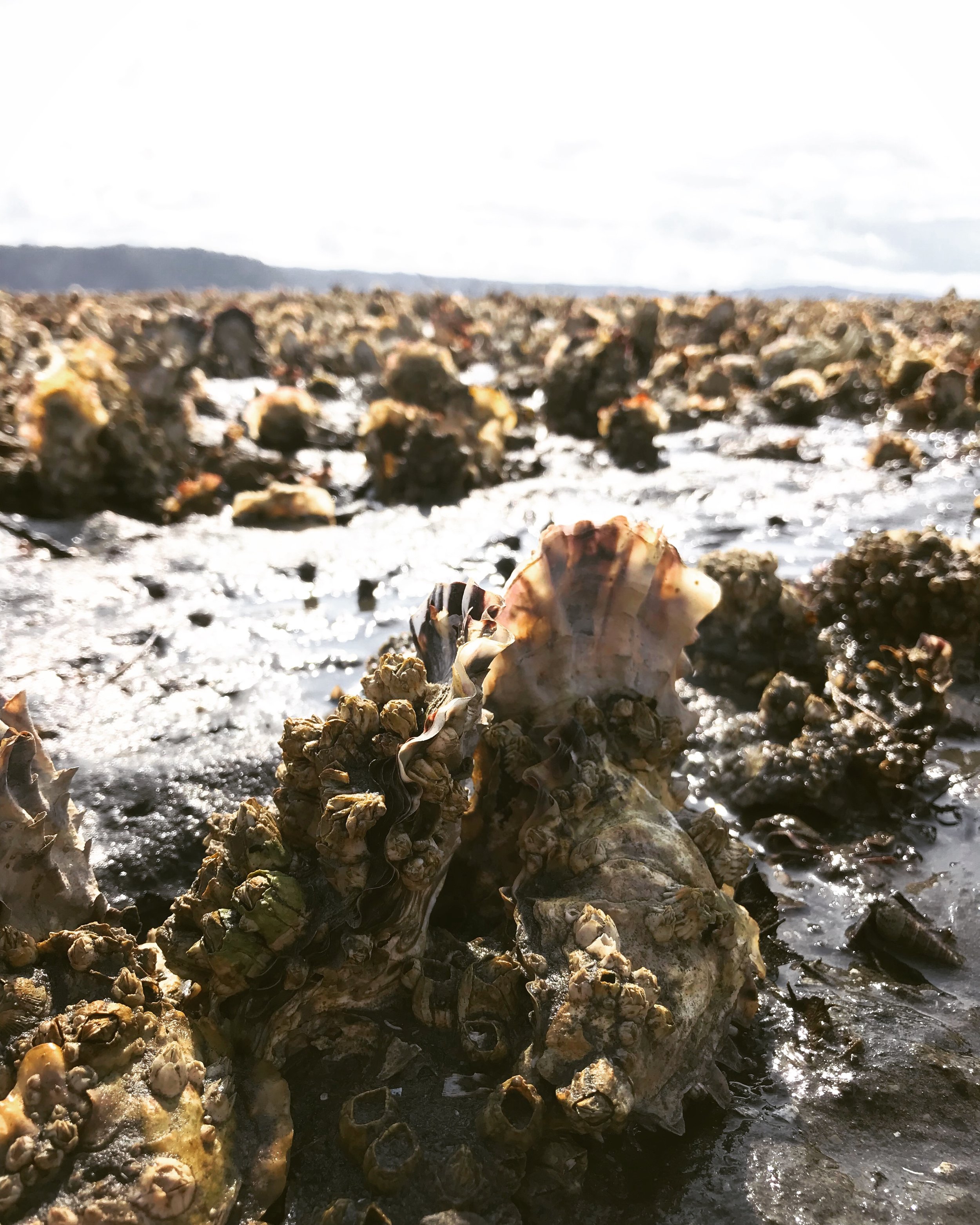 oyster beds.JPG