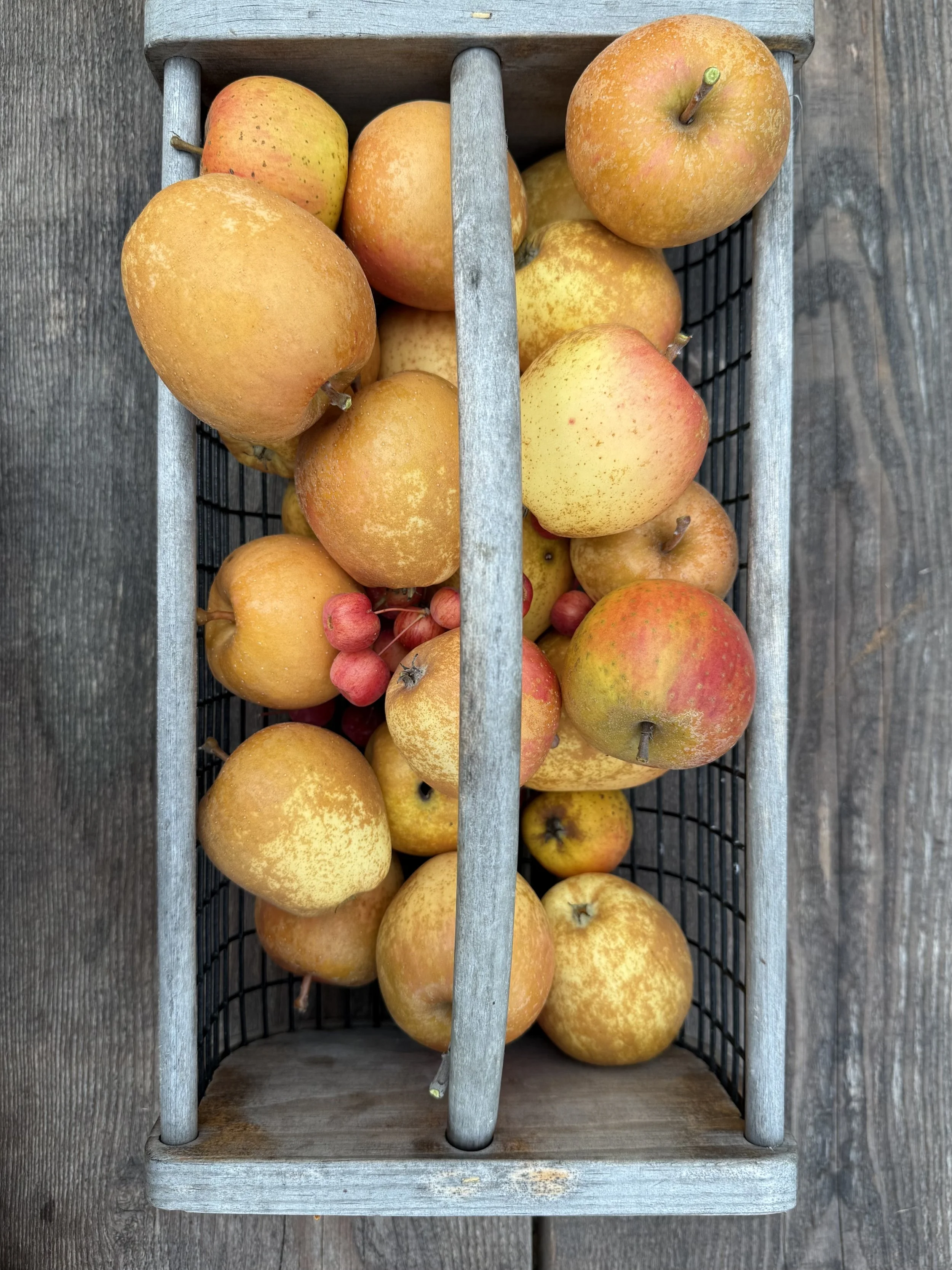 harvest at Nashi Orchards