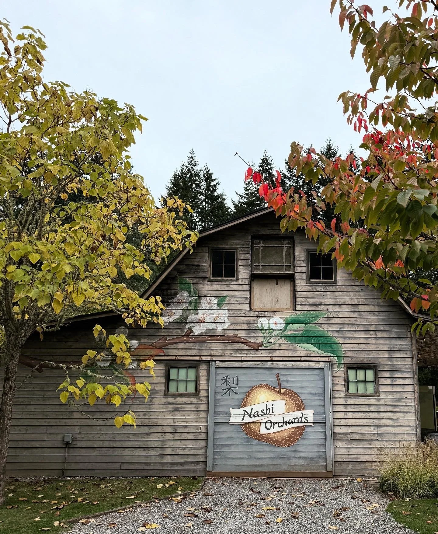 nashi.jpeg