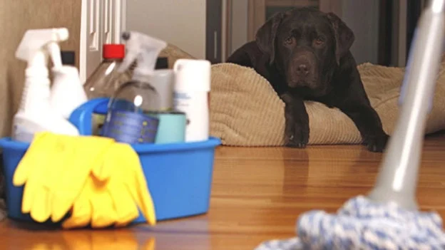 8 tips for keeping your home clean between the maids' visits