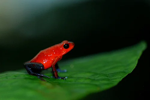 Cost Rica Frog.jpg