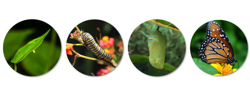 Transformation-buterfly.png