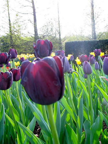 Tulips-5497307011_0fb81159c1.jpg