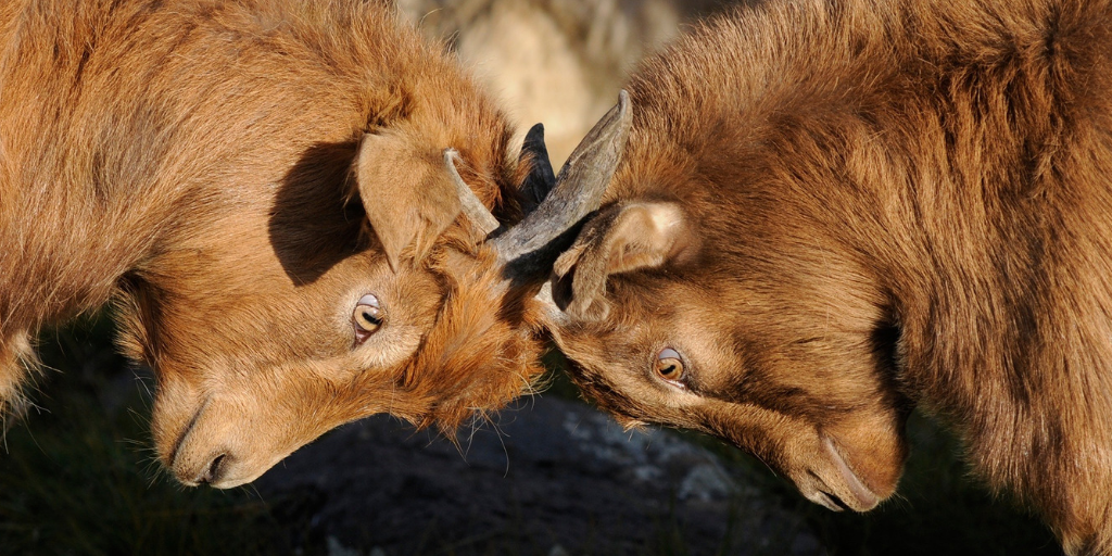 Goats fighting-Conflict misconceptions.png