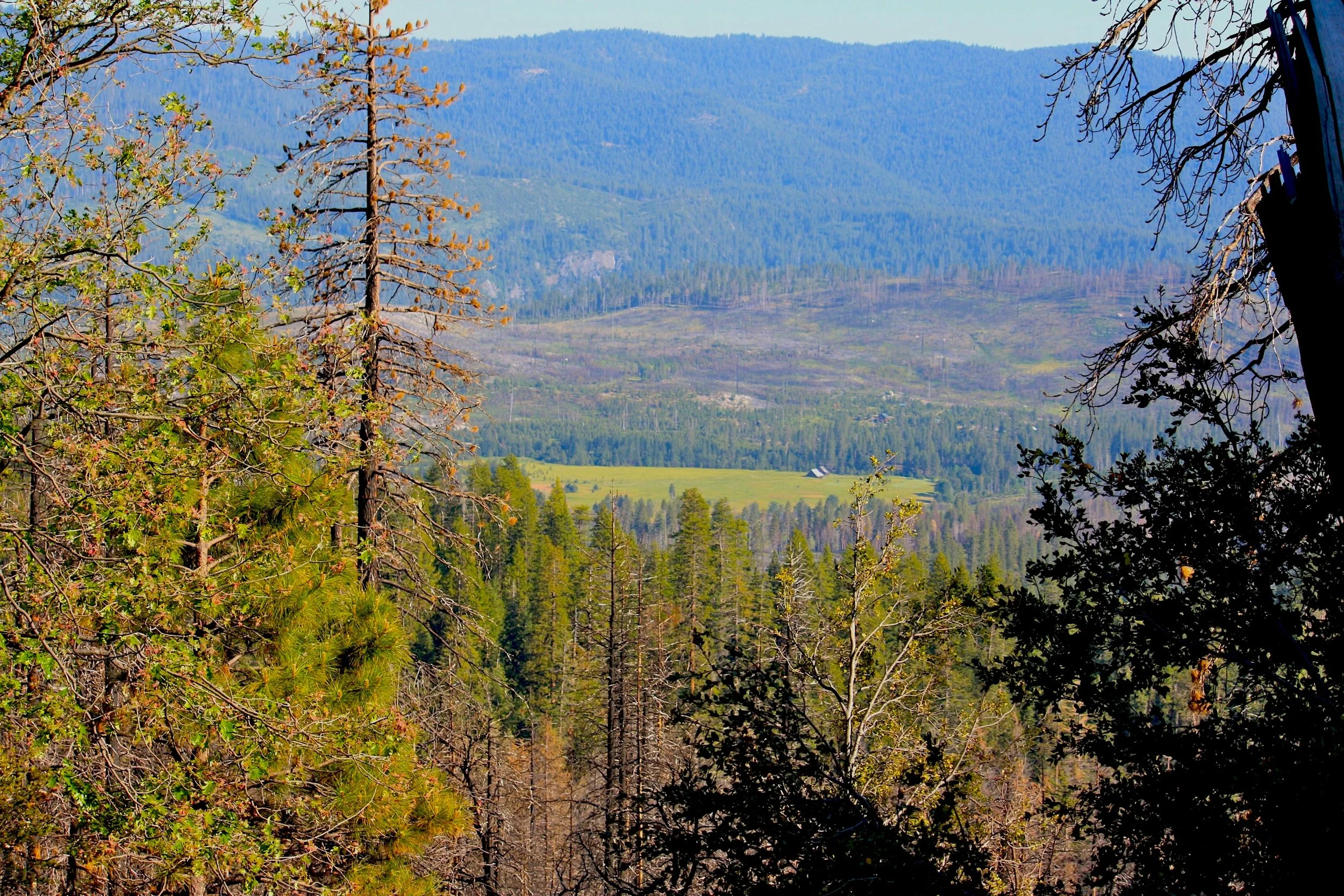 9 lessons trees can teach you