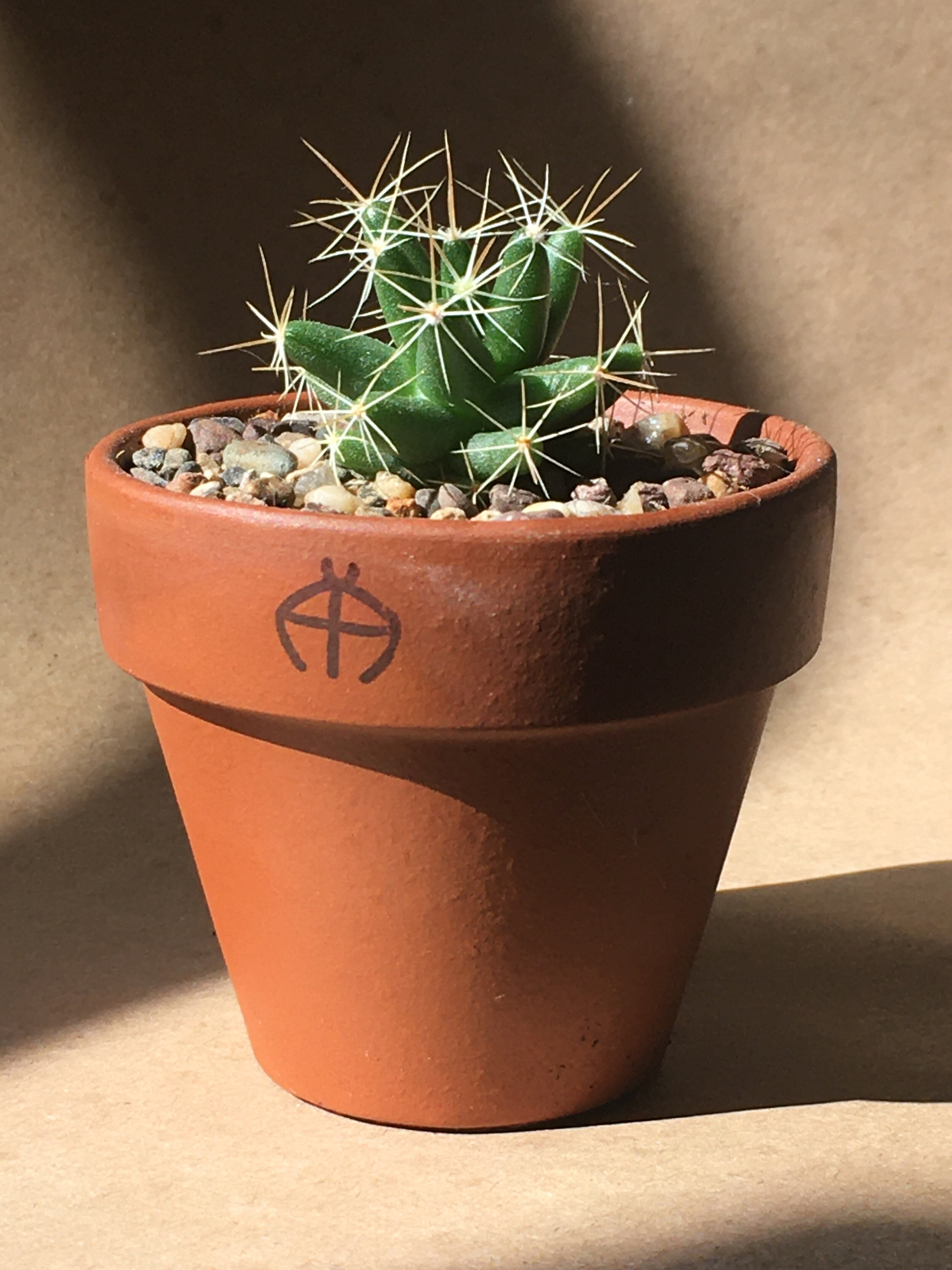 Mammillaria longimama