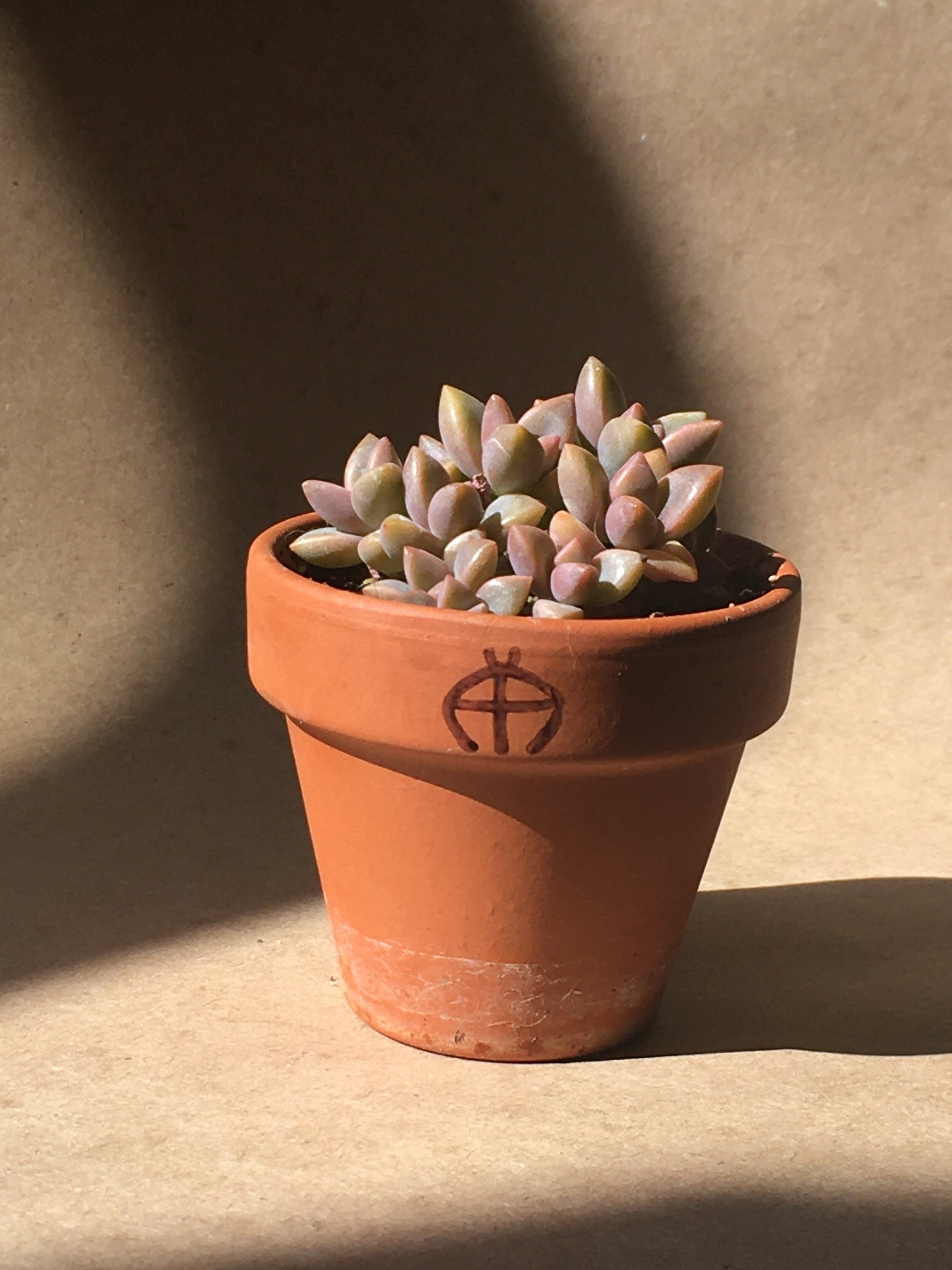 Graptosedum cv.