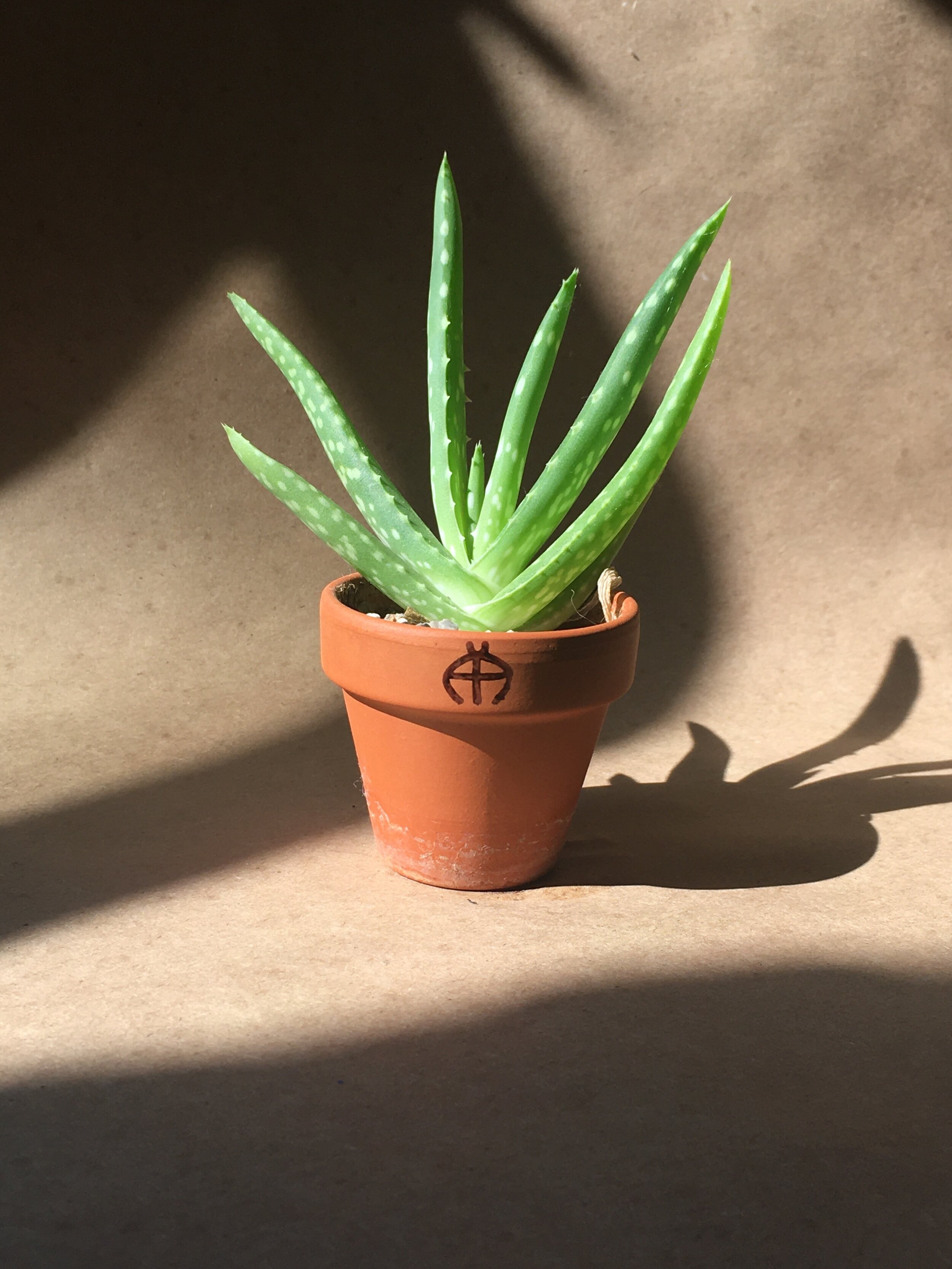 Aloe vera - 2"
