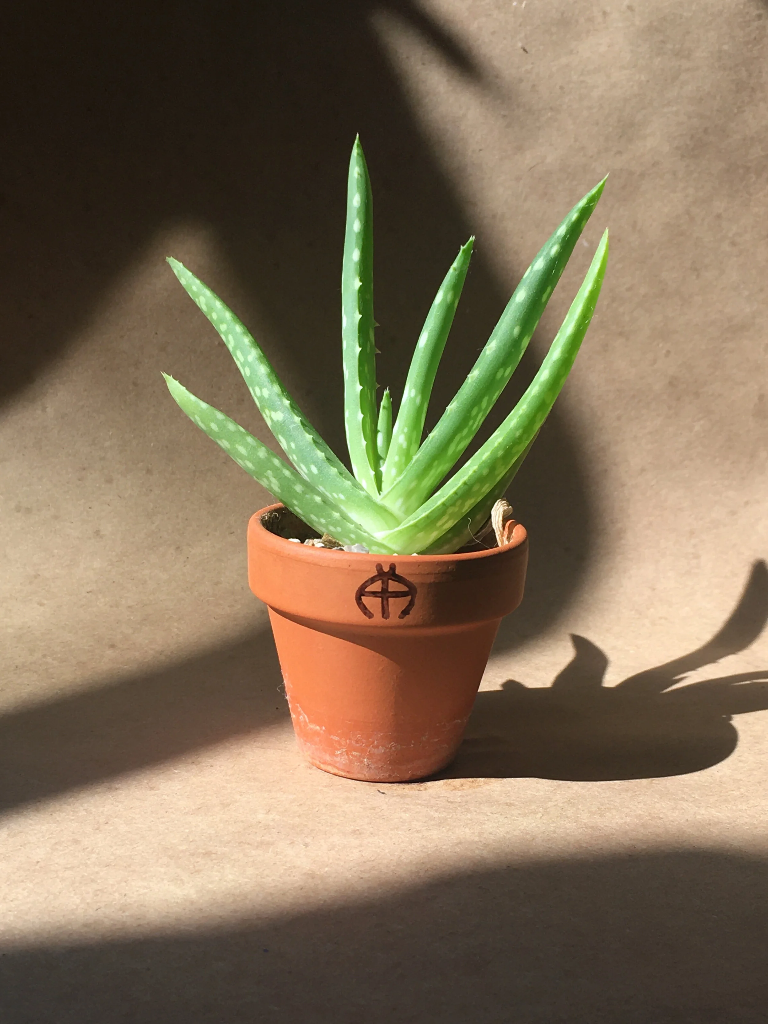 Aloe_vera.JPG