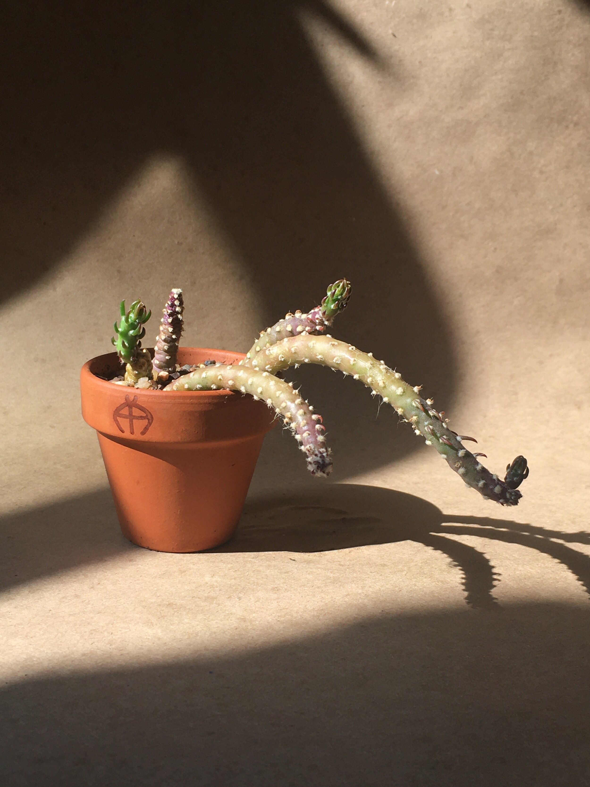 Austrocylindropuntia verschaffeltii