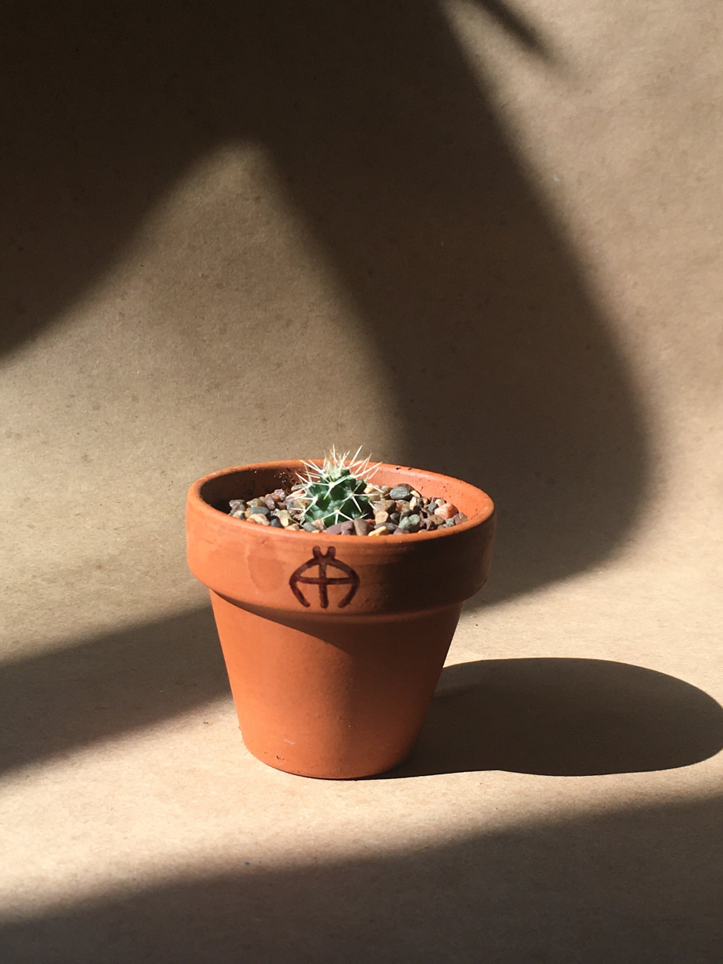 Echinocereus coccineus