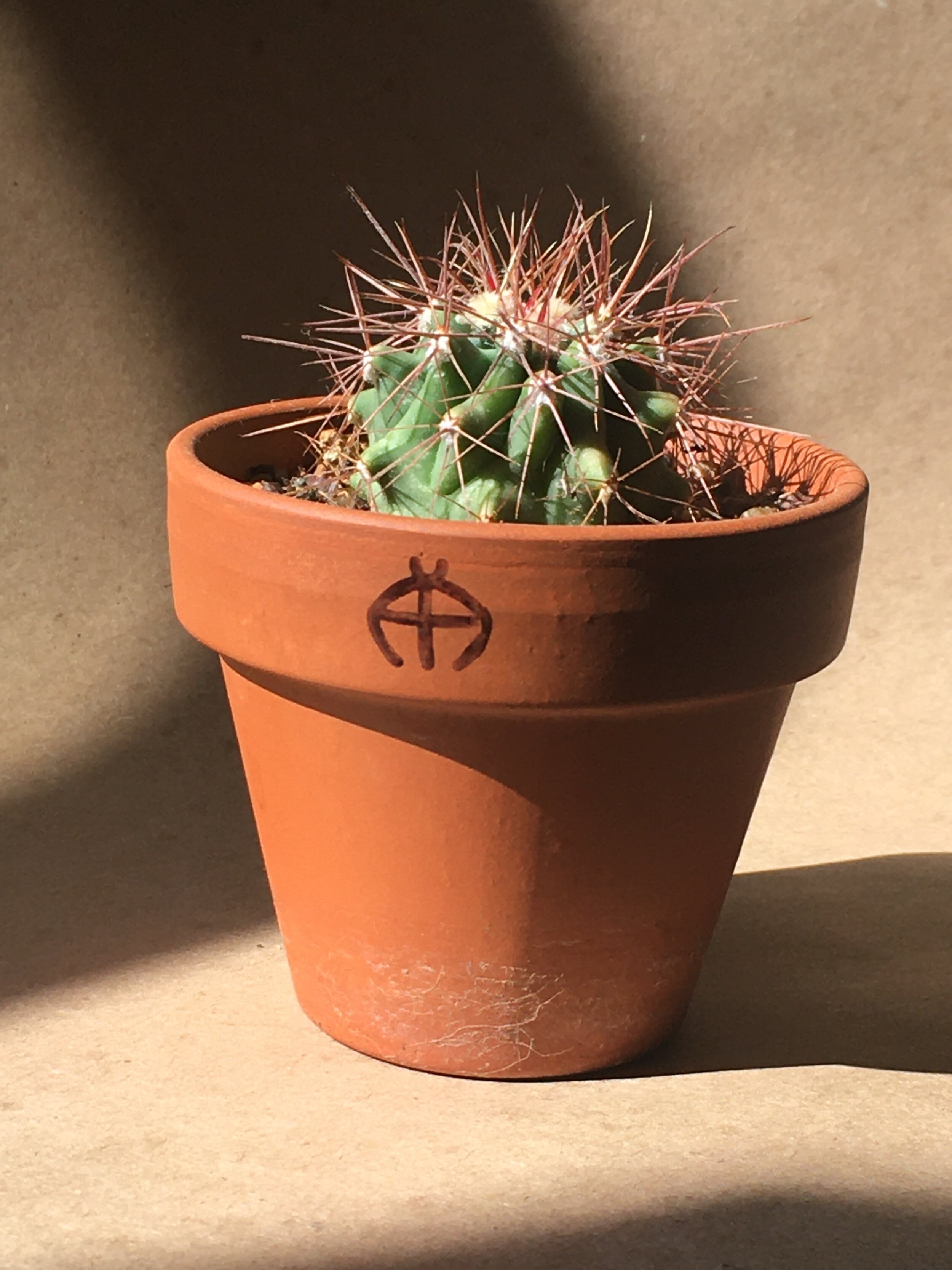 Ferocactus wislizeni