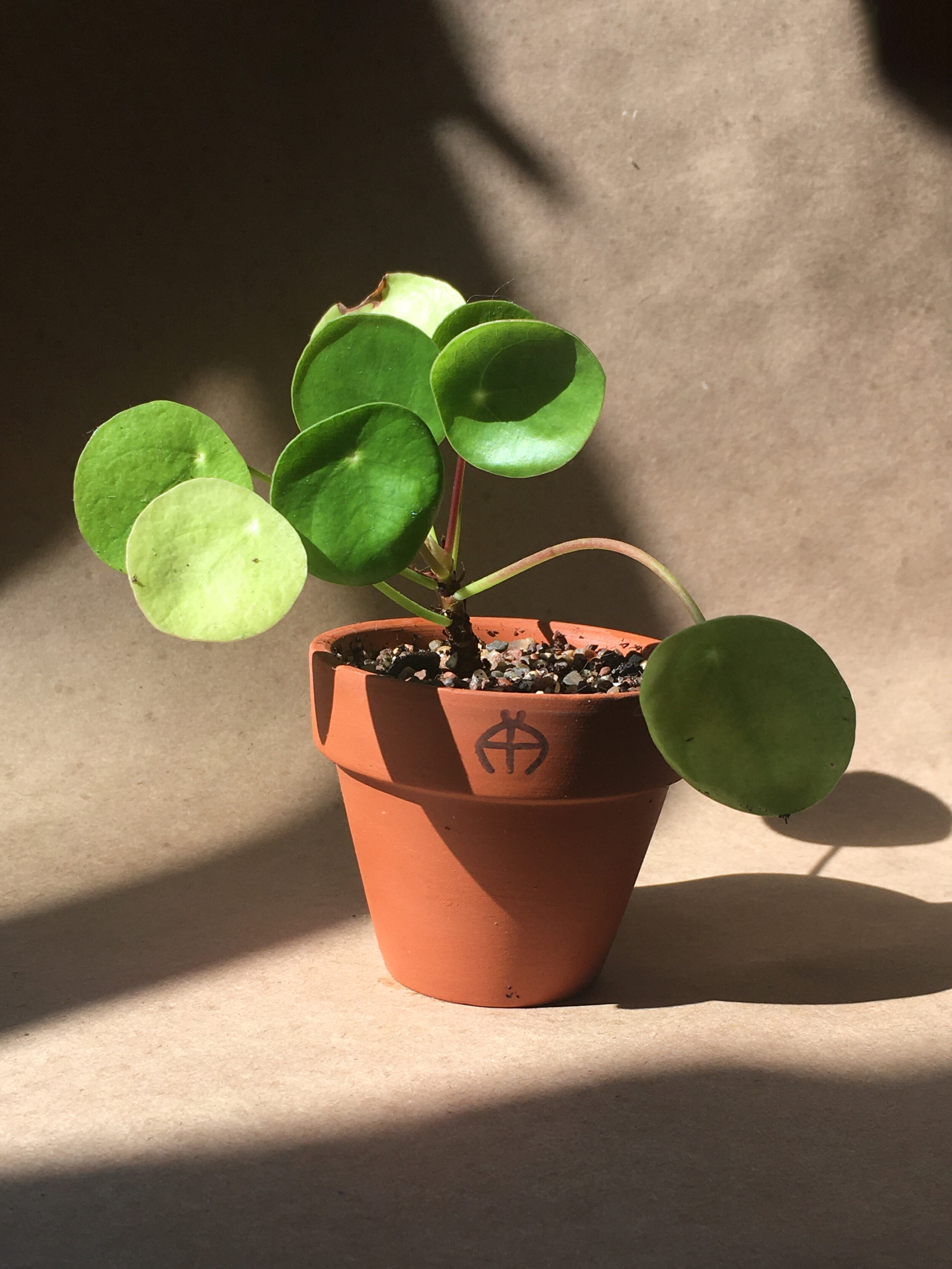 Pilea peperomioides