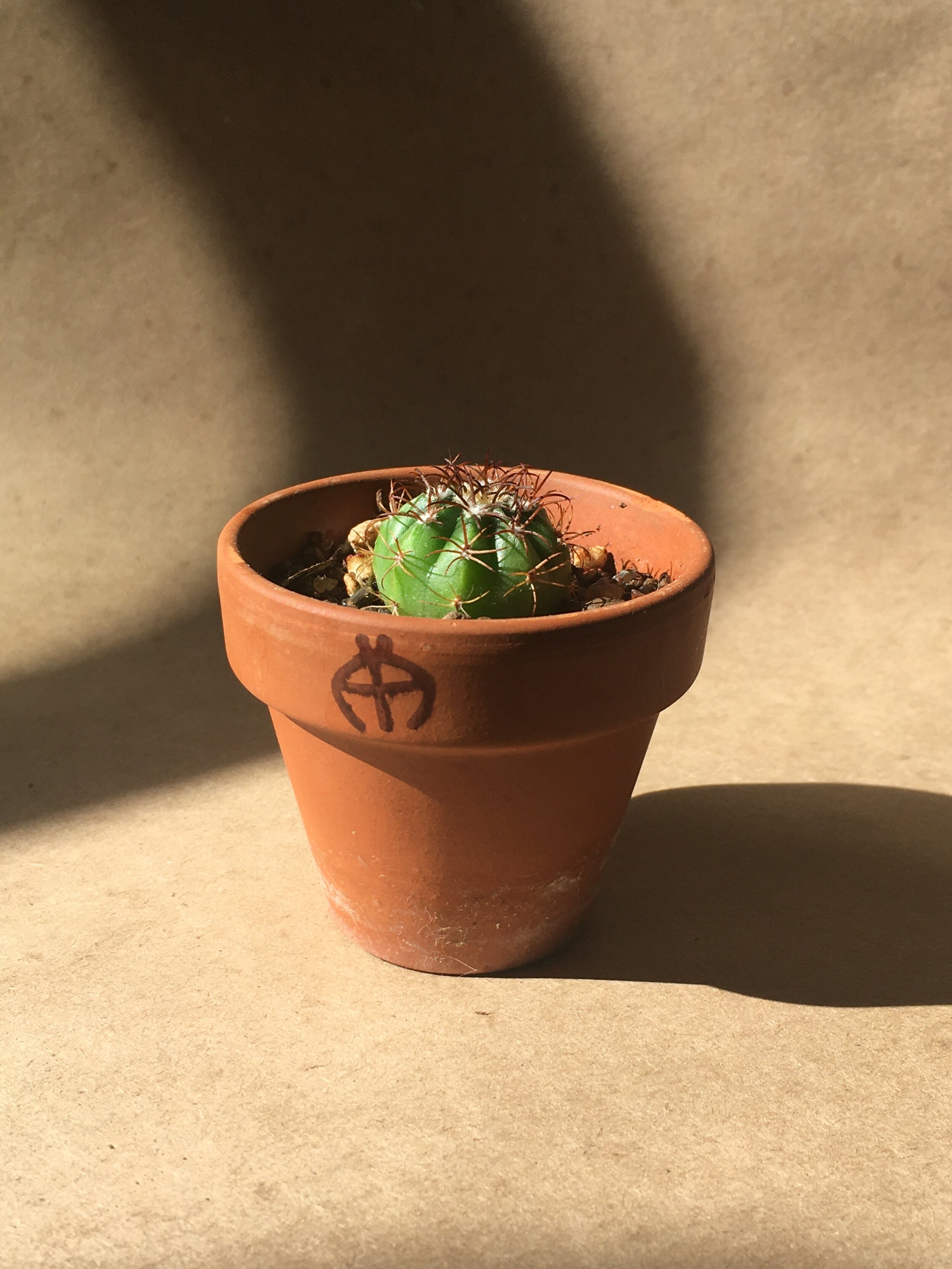 Melocactus matanzanus