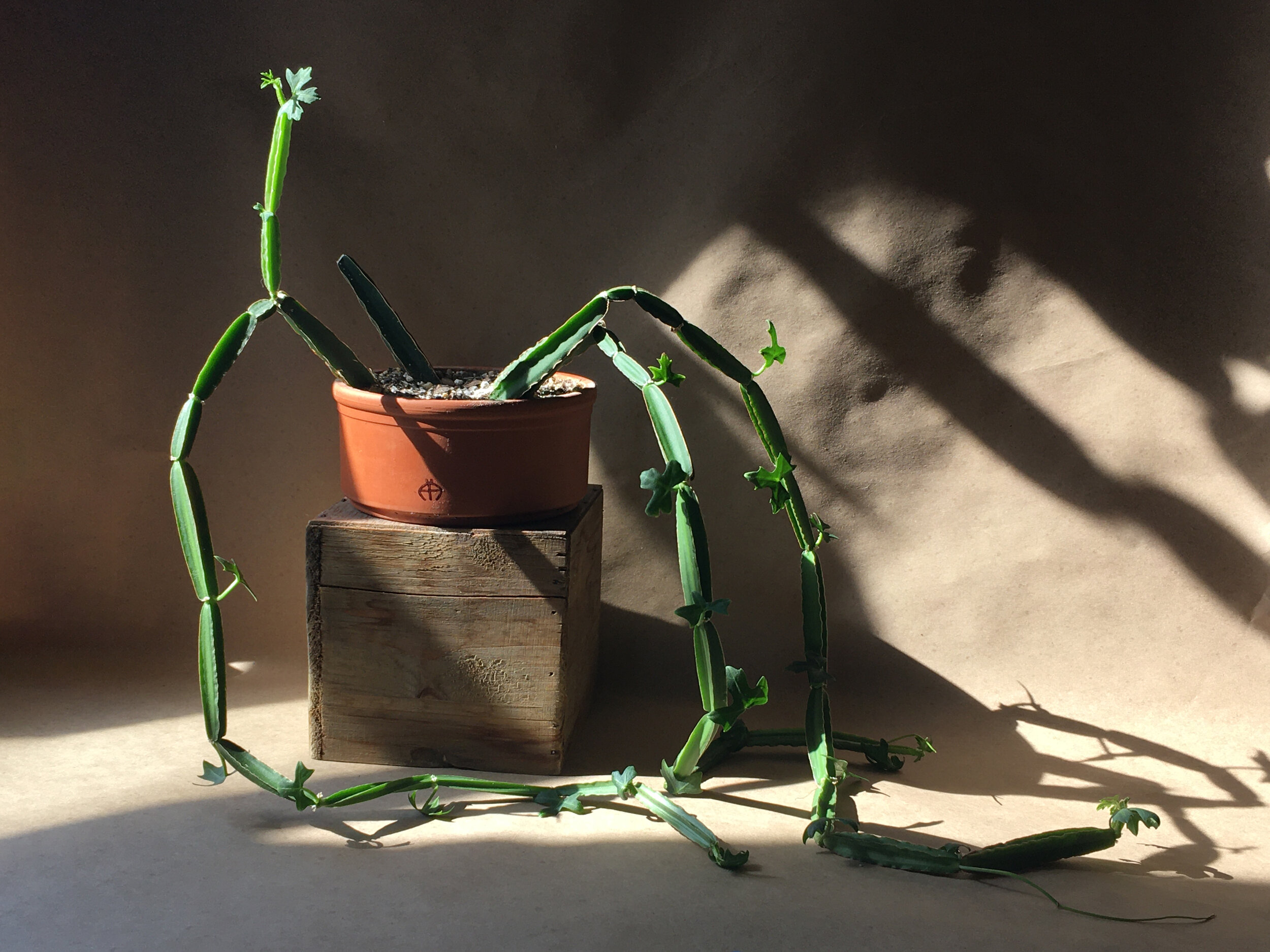 Cissus quadrangularis - 6"