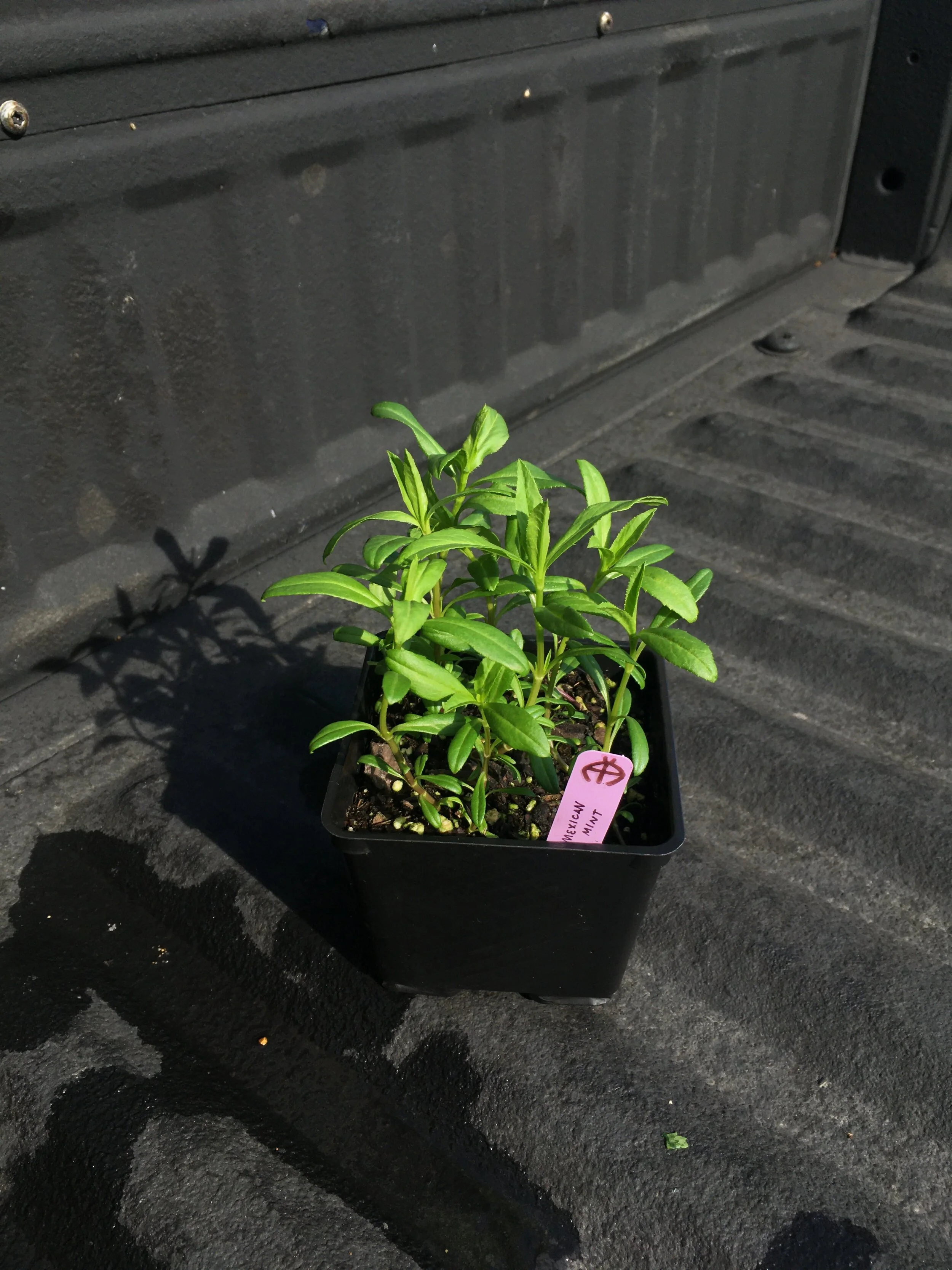 Marigold - Mexican Mint