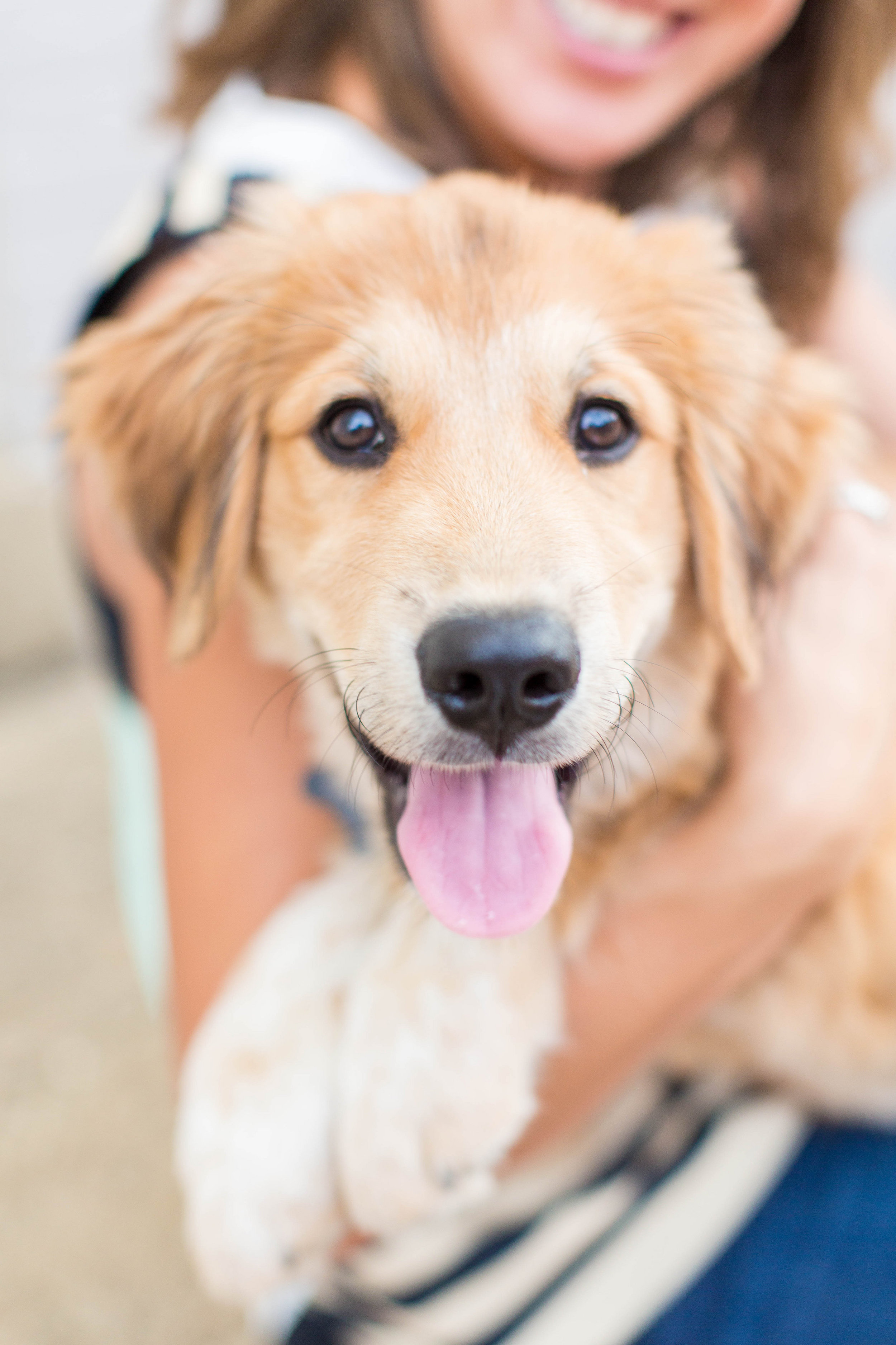 Dog Food Allergies &amp; the Clean Label Project