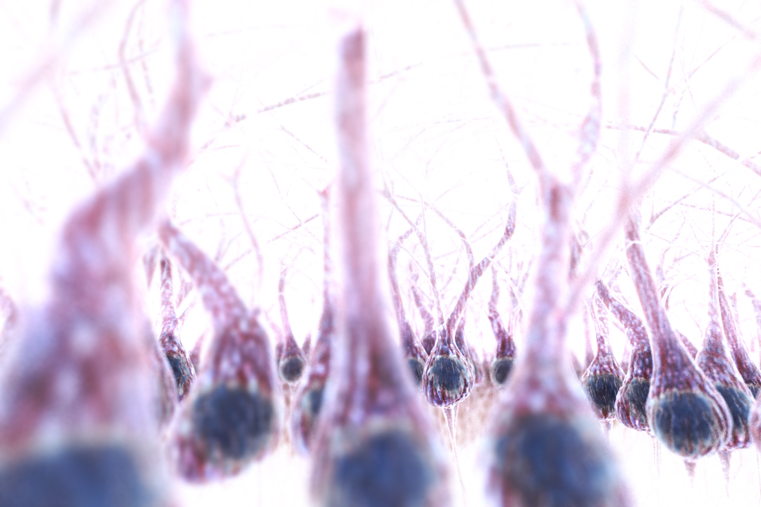 Purkinje neuron field