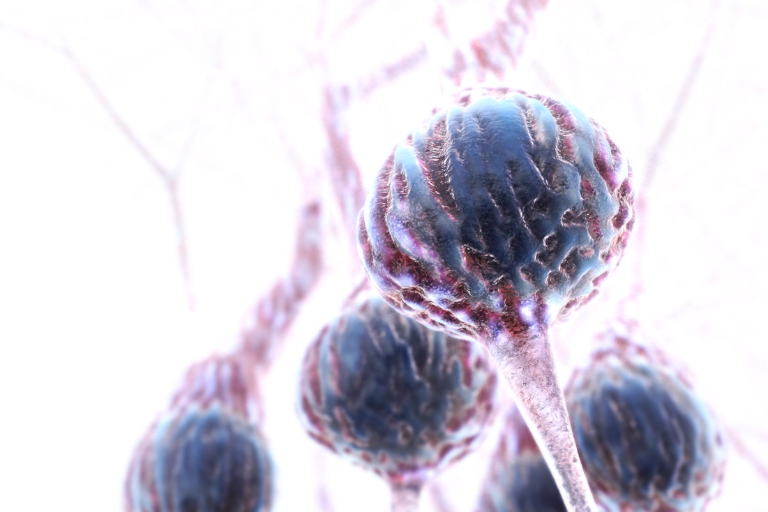 Purkinje neurons