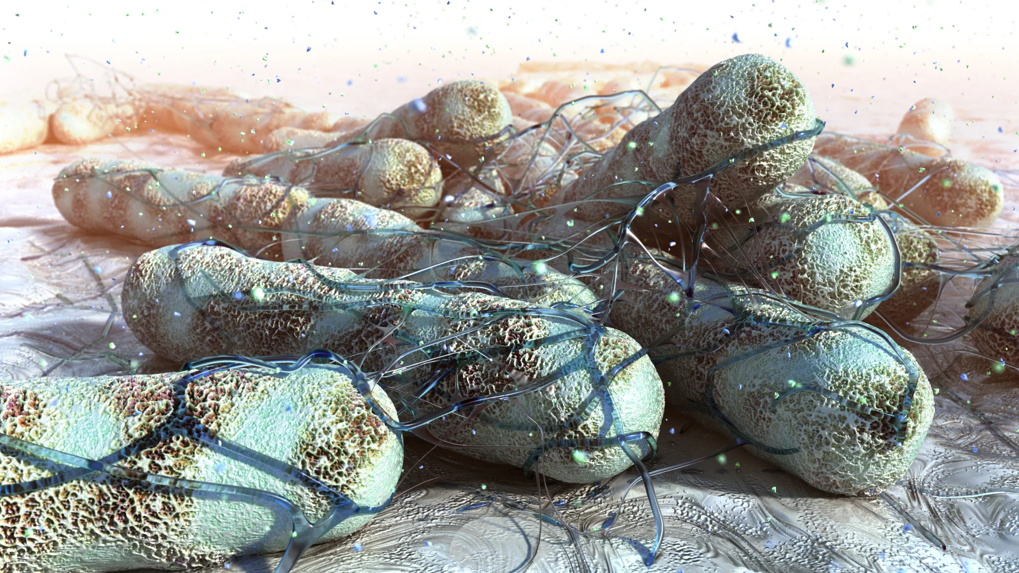 Pseudomonas aeruginosa biofilm