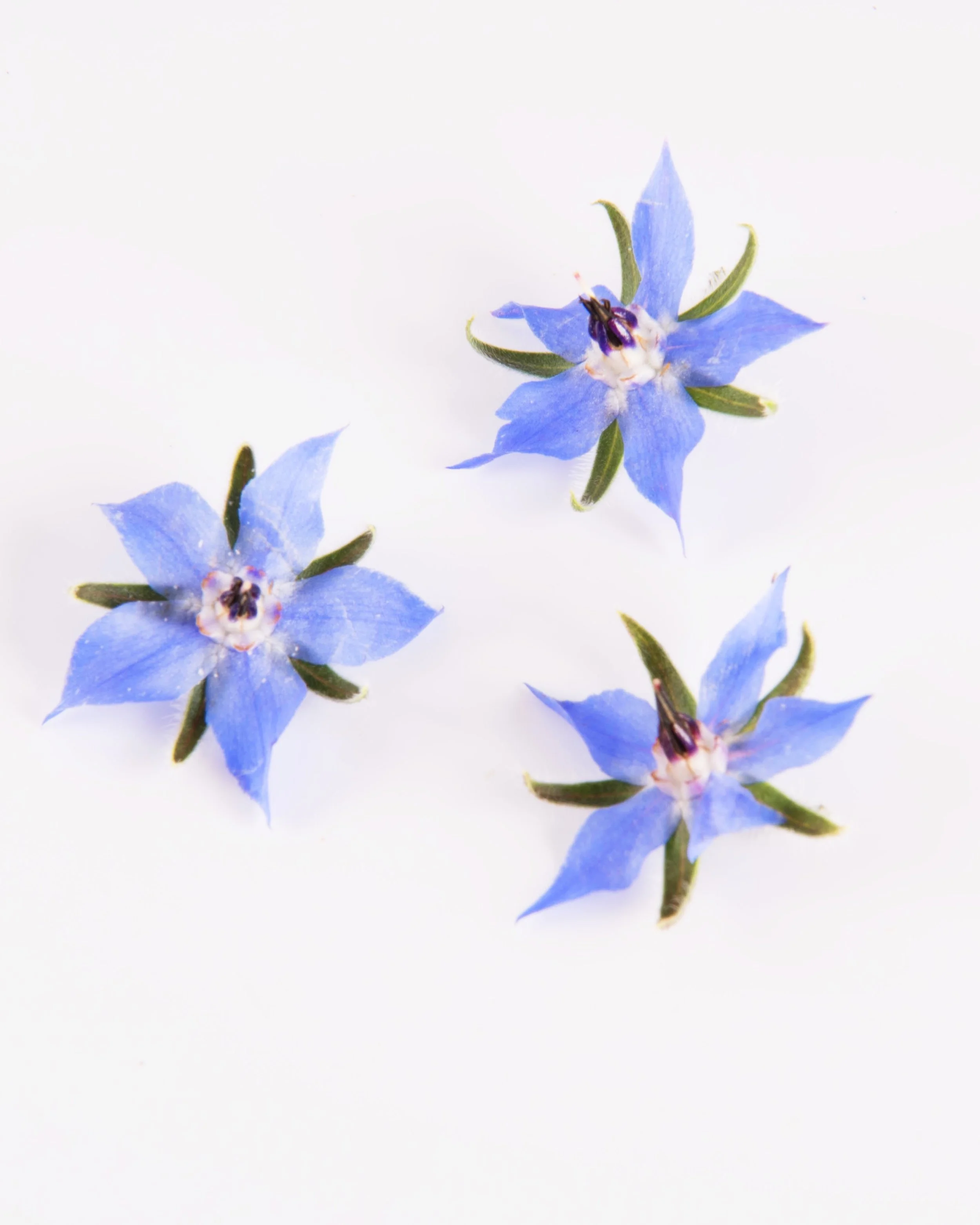 flower girl edible flowers - borage blossom