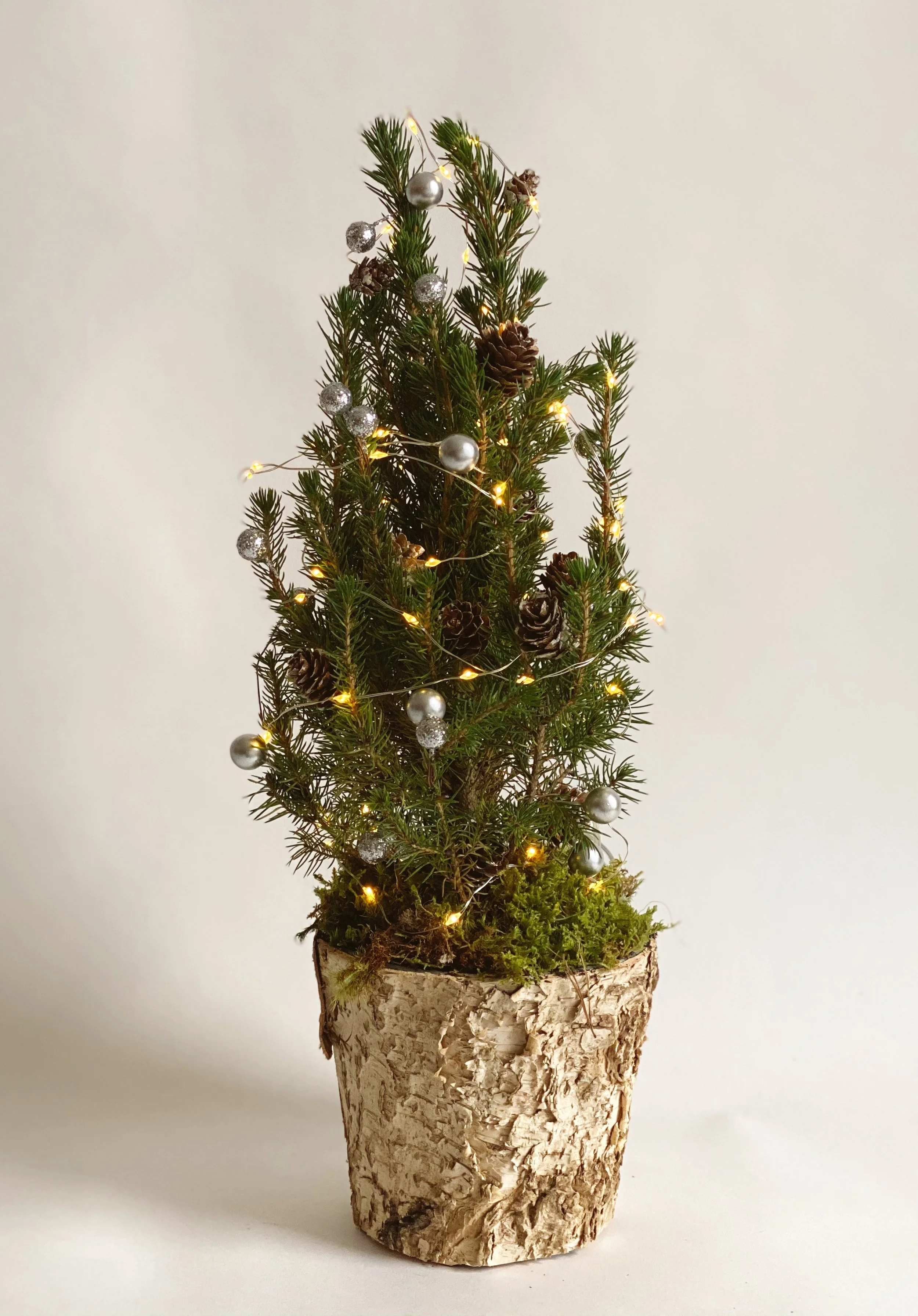 Mini Trees - All Dressed Up