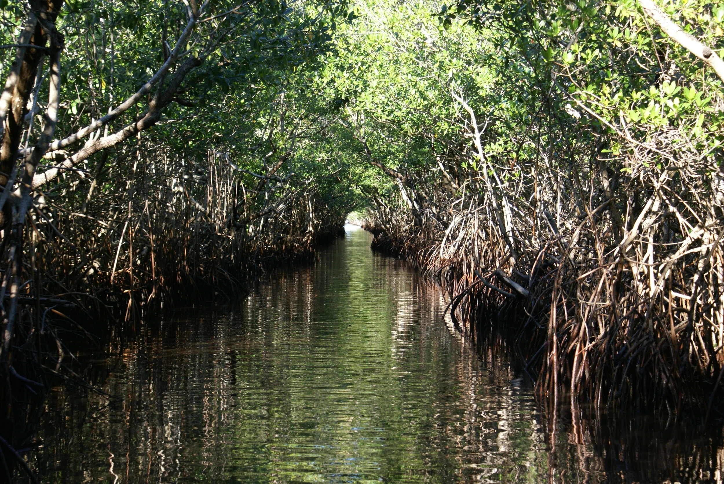 The Politics of Earth Day