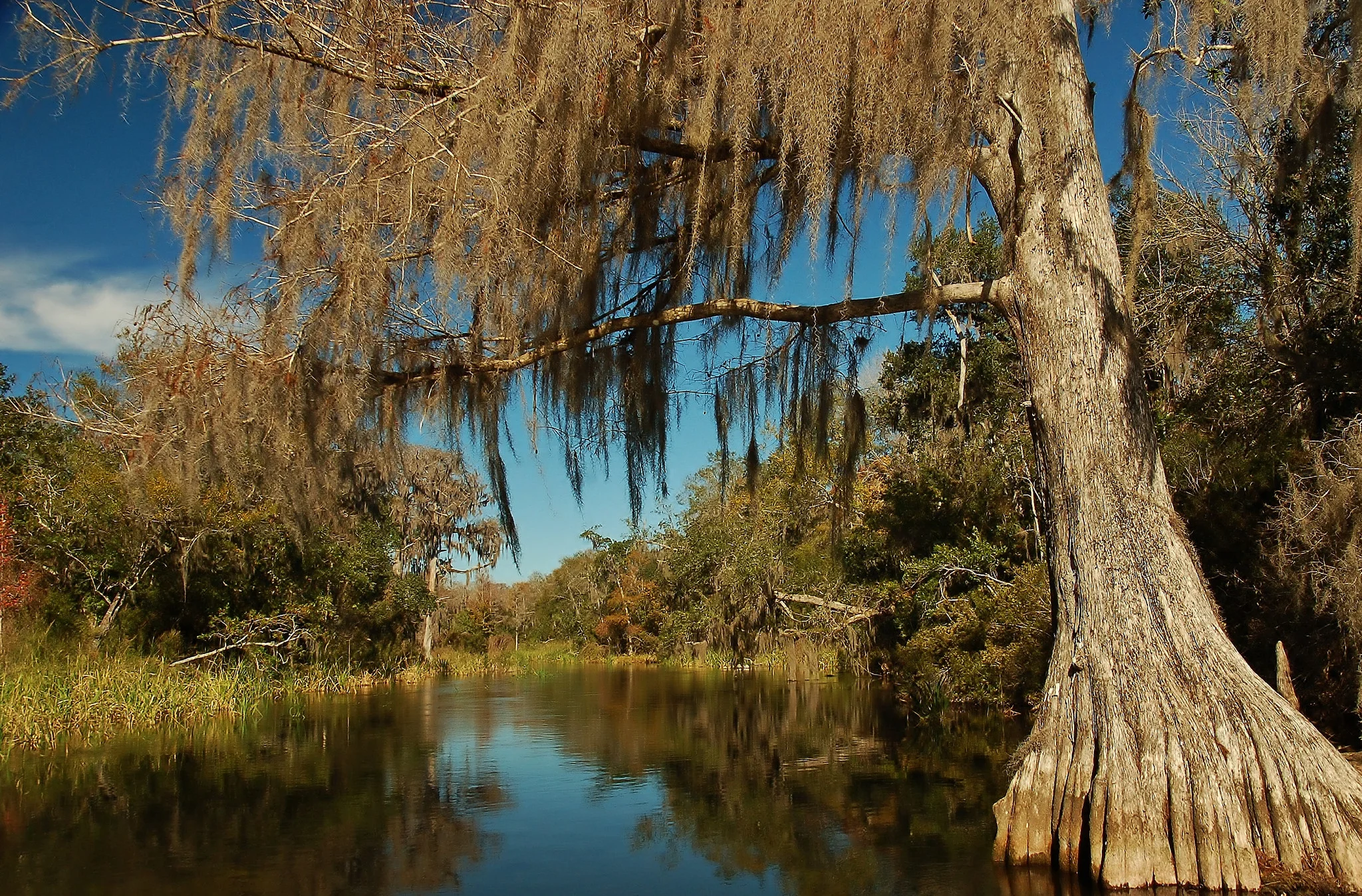 Wacissa River, Florida. Photo: FWC