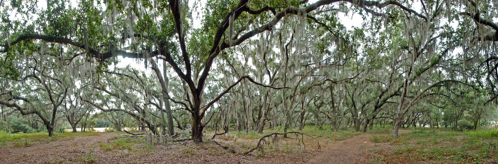 Lake Runnymede Conservation Area. Photo: Andrew T. Sullivan