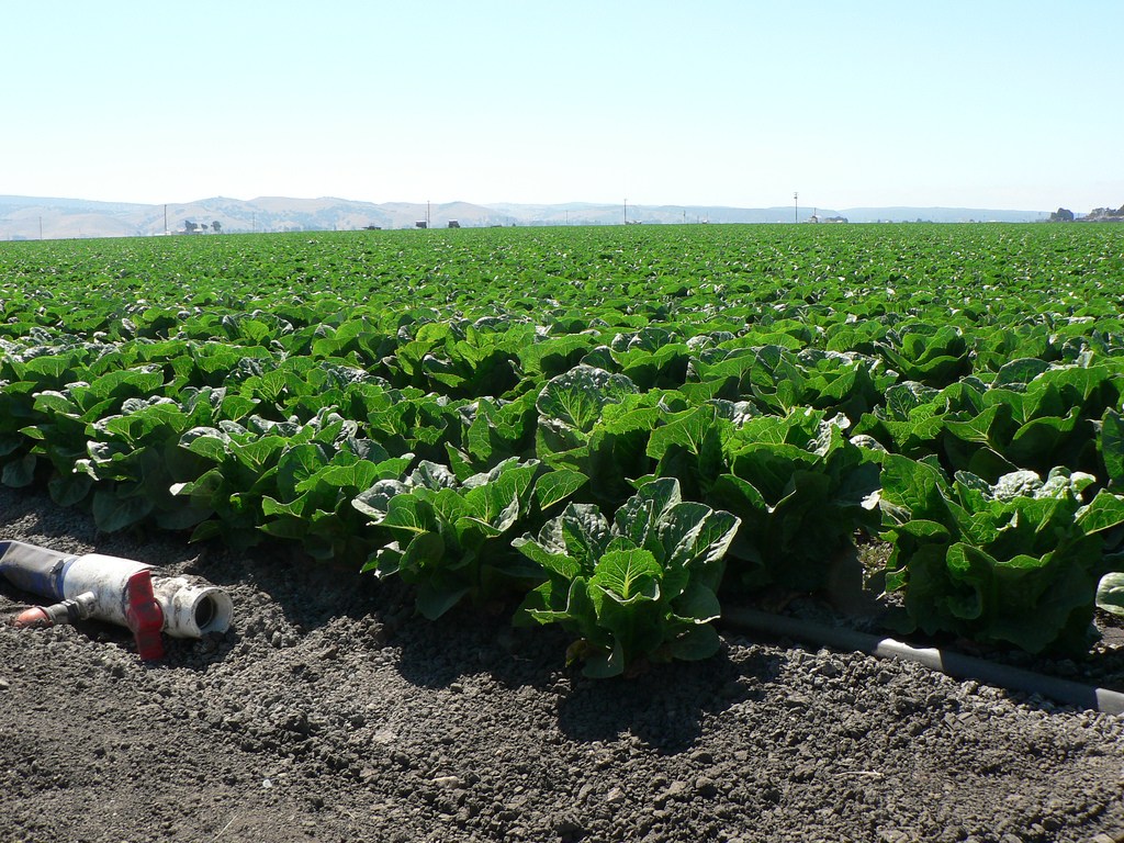 California cabbage crops. Photo: Naotake Murayama.