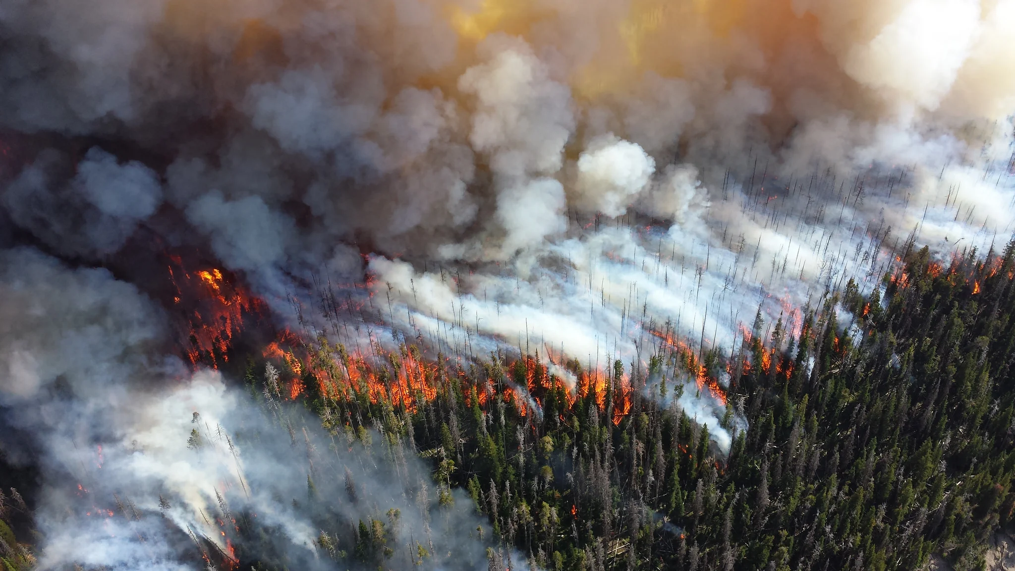 Wildfire in Yellowstone National Park. Photo: National Park Service.