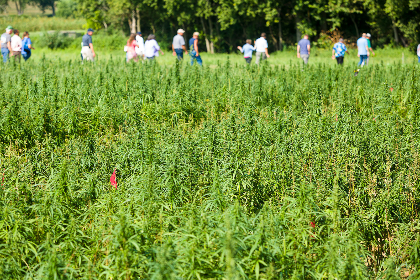 A hemp farm at the University of Kentucky was shown to the public in 2015. Appellations for the cannabis industry may be effective in organizing agricultural regions according to plant type. Photo: UK College of Agriculture.