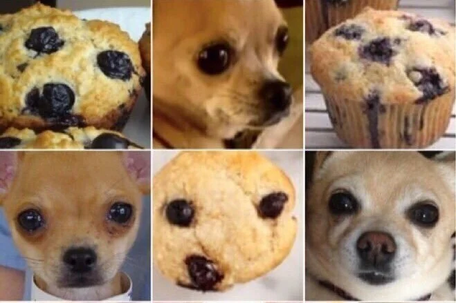 ChihuahuaOrMuffin.jpg