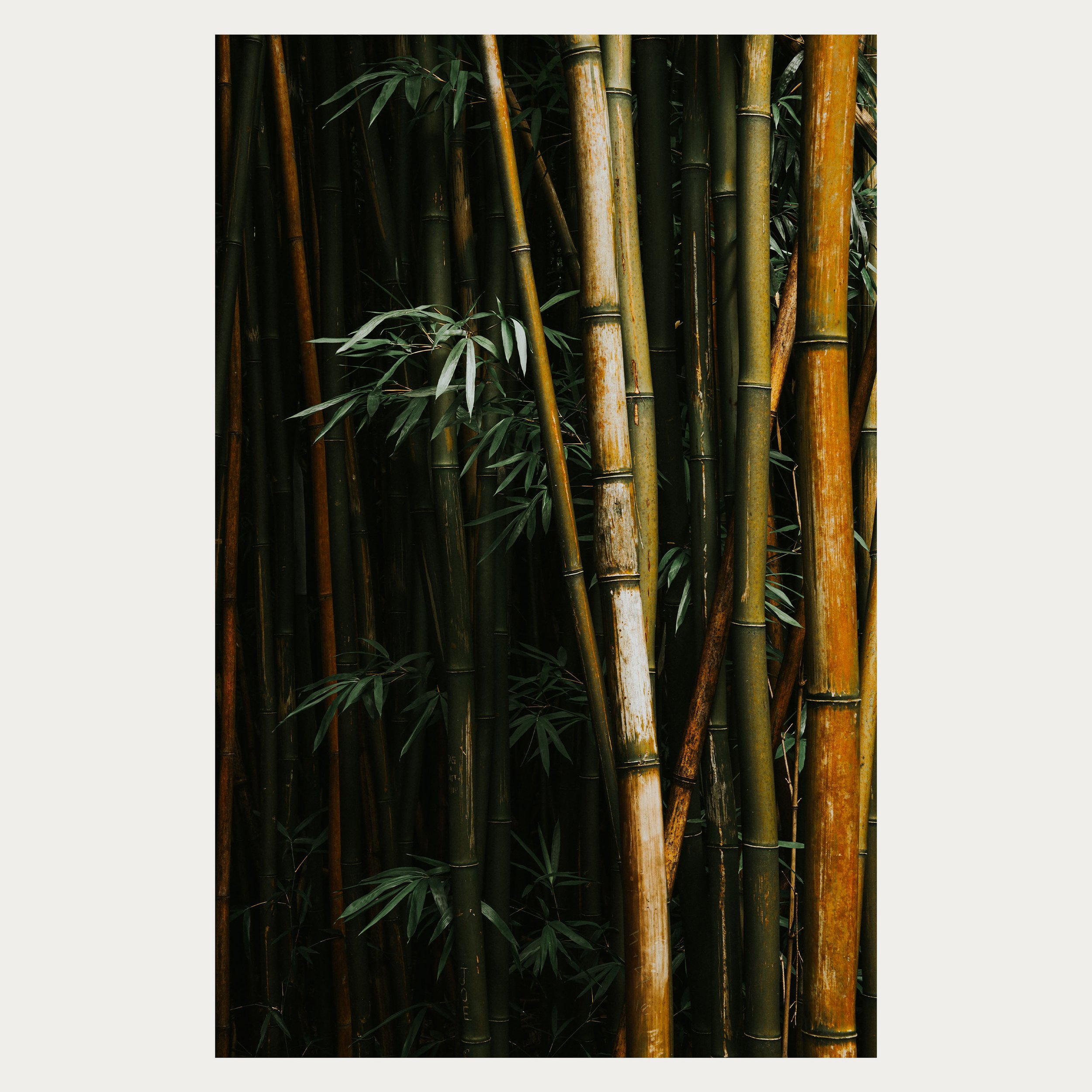 Bamboo III WEB (1).jpg