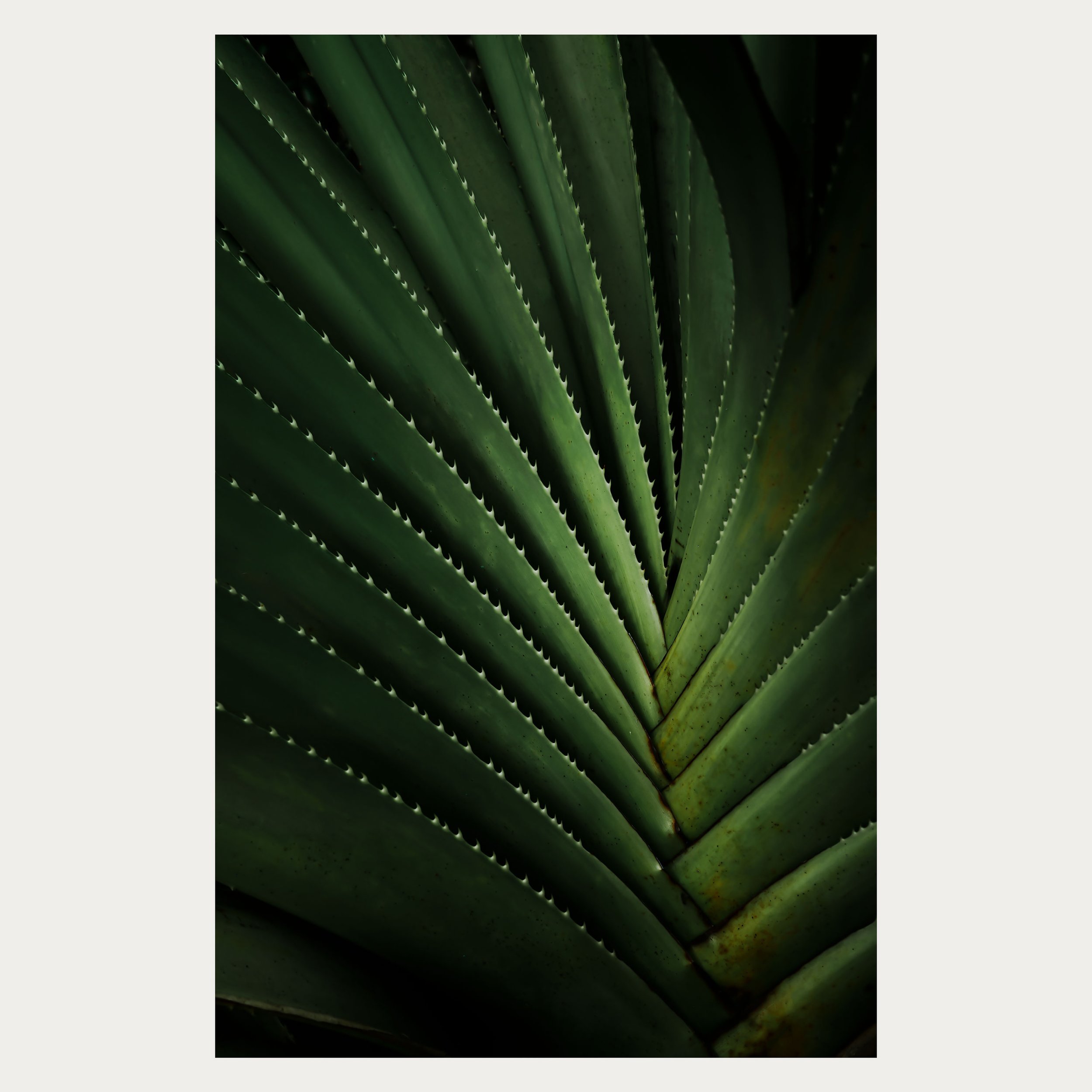 The Tropics WEB (1).jpg