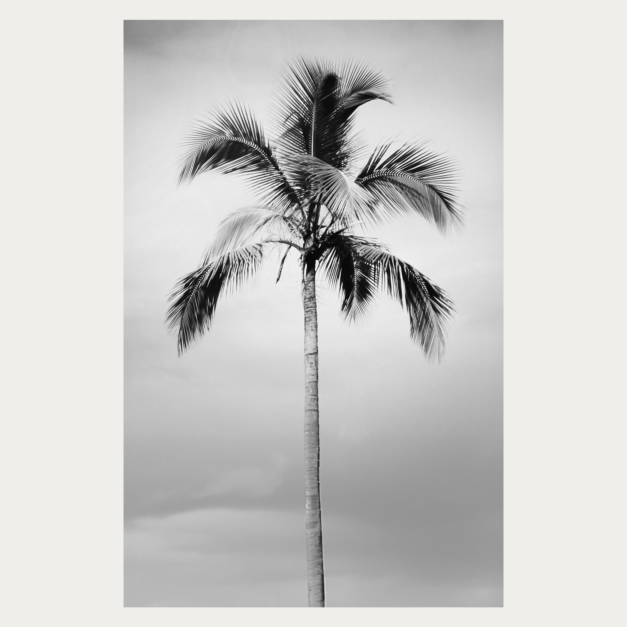 Sway B&W WEB (1).jpg