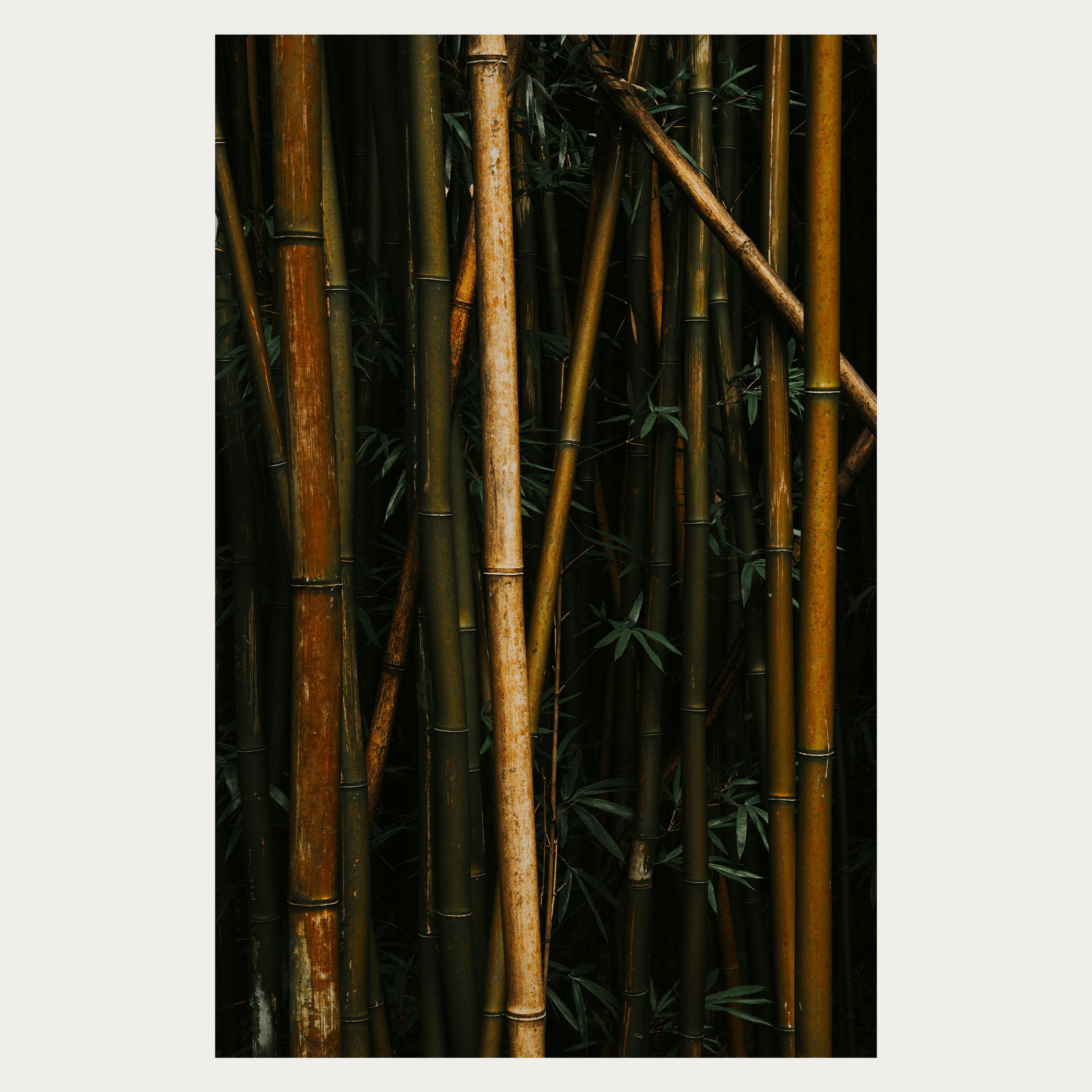 Bamboo II WEB (1).jpg