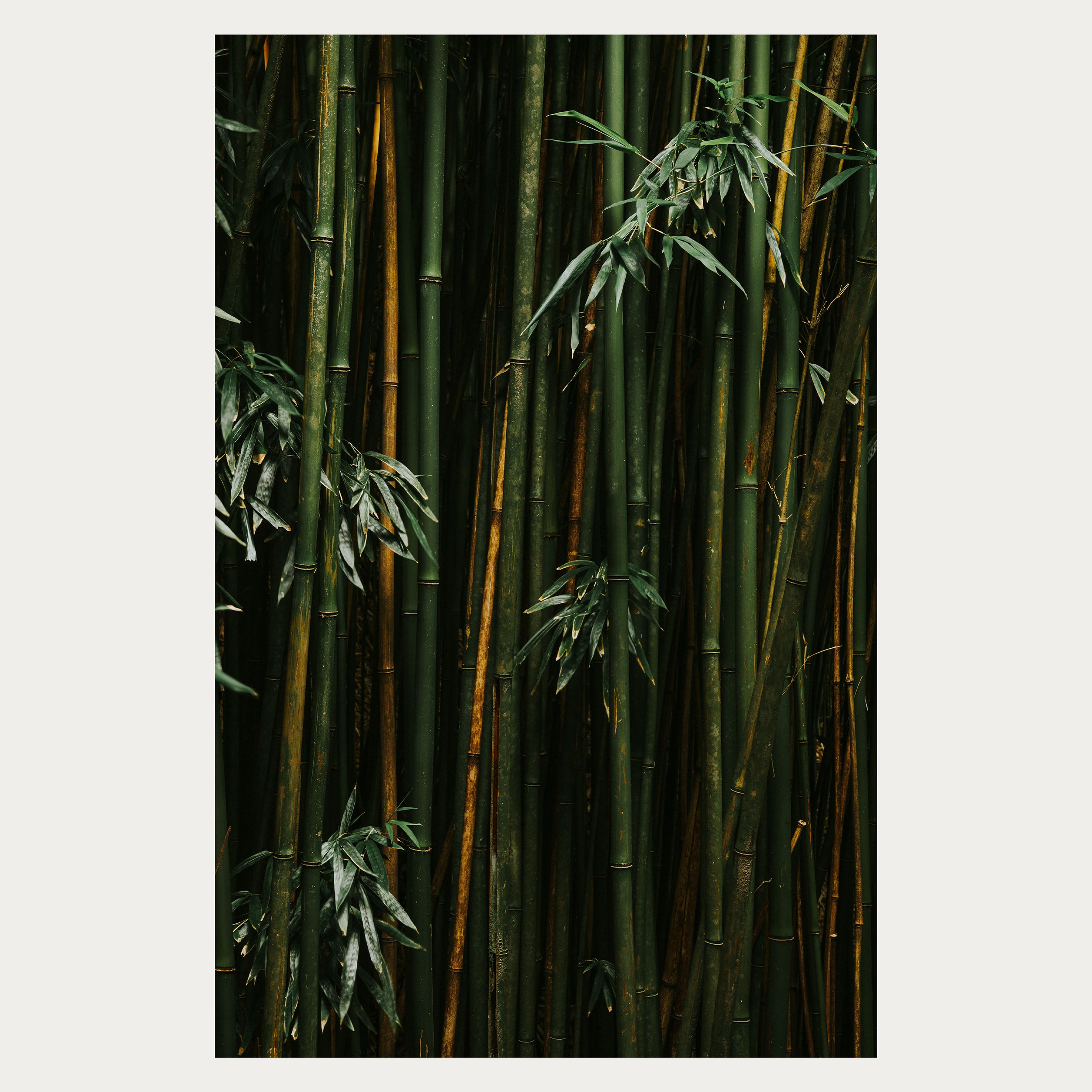 Bamboo I WEB (1).jpg
