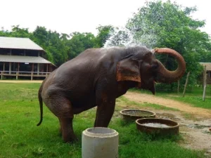Mae Do- Injured ankle from logging