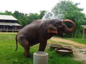 Mae Do- Injured ankle from logging