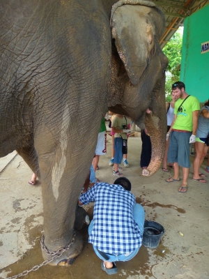 Elephant vet- All of the elephants have to be tended to. This one had a nail infection. Two others have feet wounds due to landmines, and many of the elephants are either partial or all blind. This happens mostly from abuse of their owners. They will use slingshots at their eyes when they are not listening.