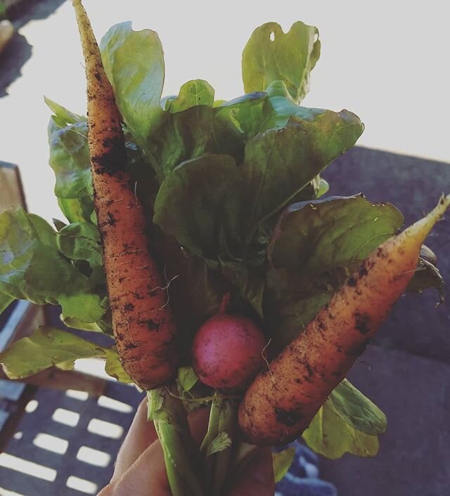 I haven't garden-squeed in a bit so here's my harvest for the day. Hello super fresh salad for dinner!