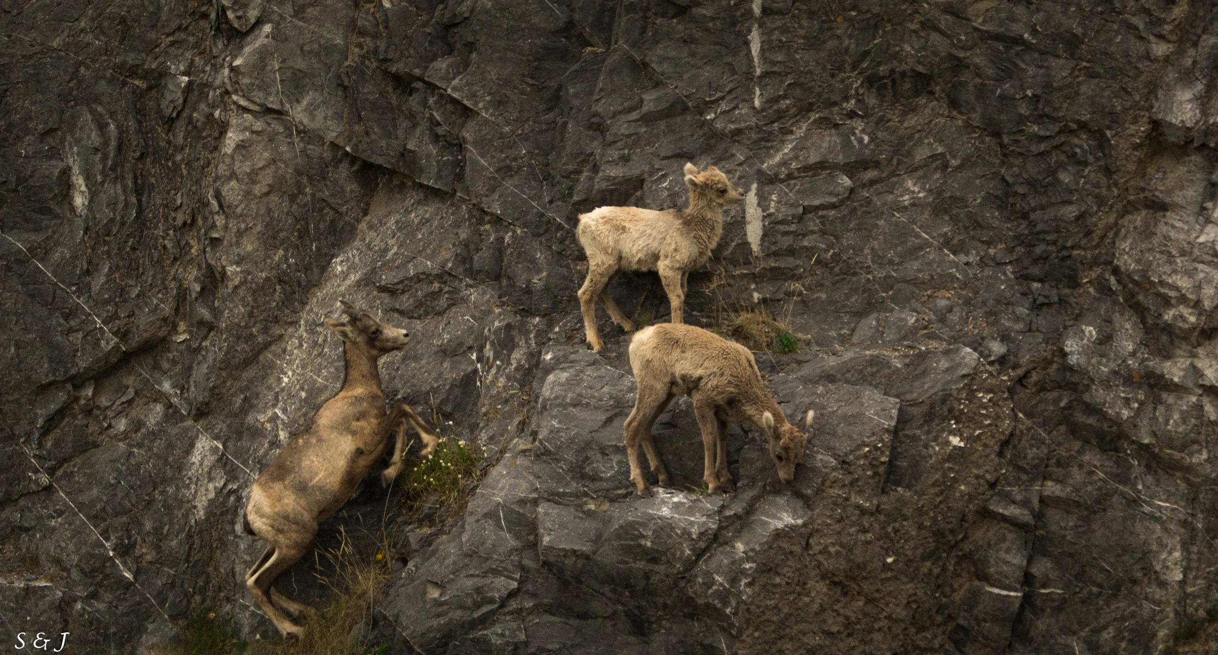 Leaping Goat - Jasper National Park